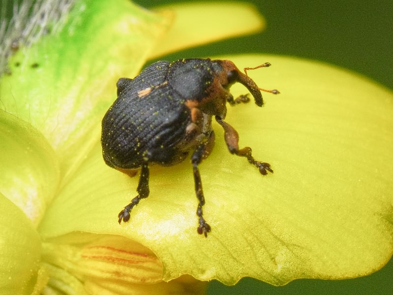 Mononychus punctumalbum (Herbst, 1784)